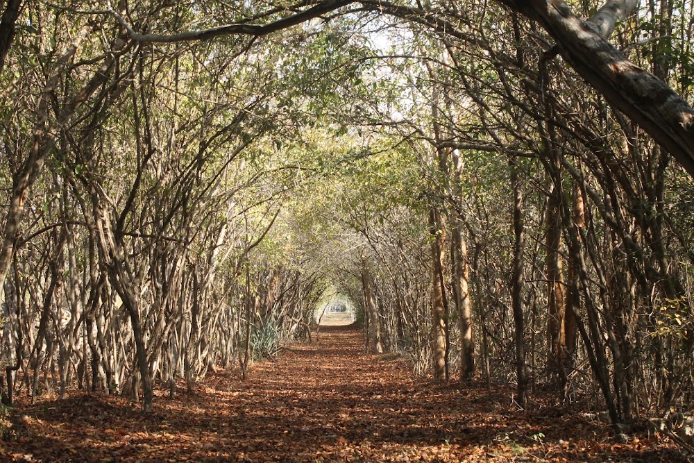 Reserva Ecológica Cuxtal